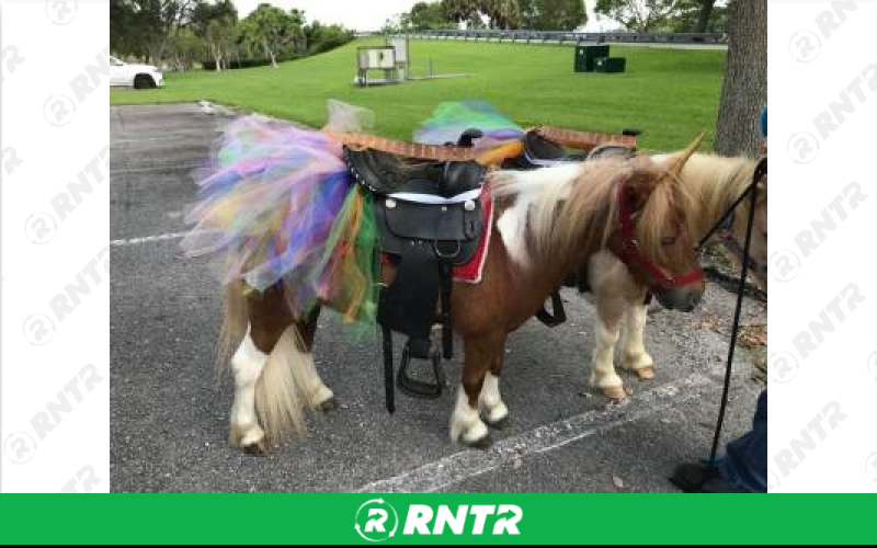 Generic Dress-Up Ponies – For rent in hallandale-beach, florida – Perfect Party Rental | RNTR.com – Image 1