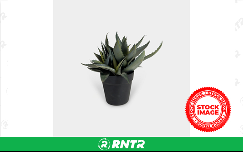 Generic PLANTS - POTTED – For rent in bayonne, new-jersey – Resnicks Party Rental | RNTR.com – Image 1