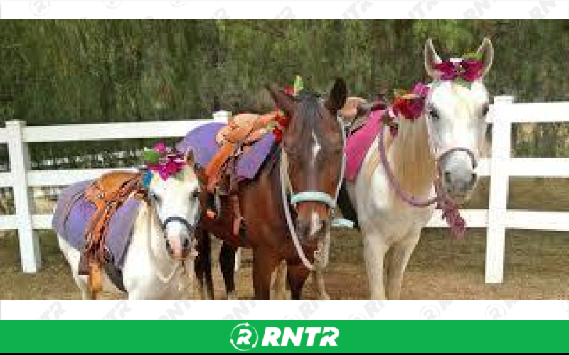 Generic Ponies – For rent in mangonia-park, florida – kids bounce 4 fun | RNTR.com – Image 1
