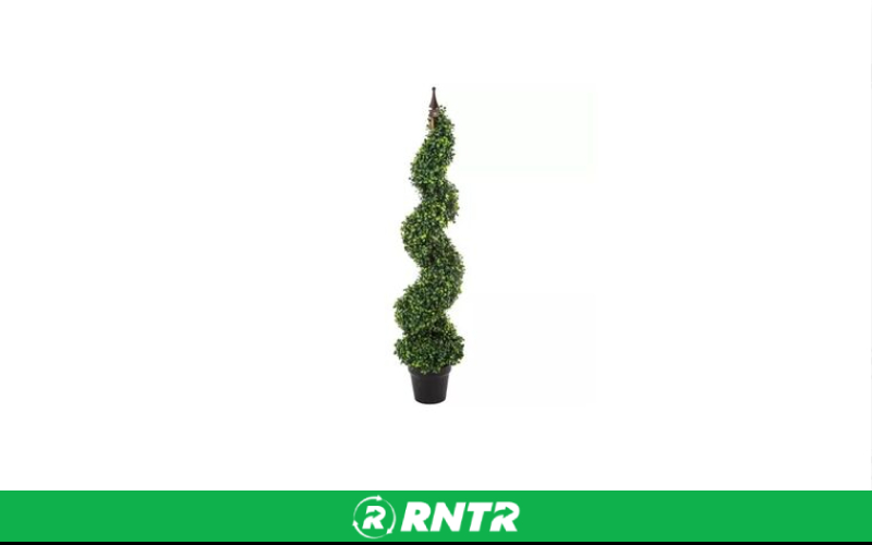Generic Boxwood Spiral Topiary – For rent in salt-lake-city, utah – All CIty Event Rentals | RNTR.com – Image 1