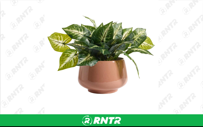 Generic IVY PLANTER LARGE LEAF – For rent in uniontown, pennsylvania – Fayette Rental Solutions | RNTR.com – Image 1