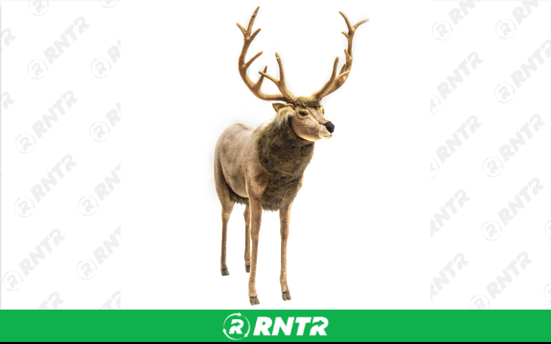 Generic Plush Deer Statue – For rent in Portland, Oregon – Peter Corvallis Productions | RNTR.com – Image 1